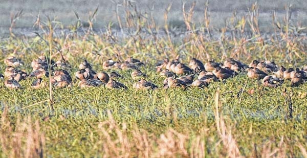 Dire fate hangs over Lamp