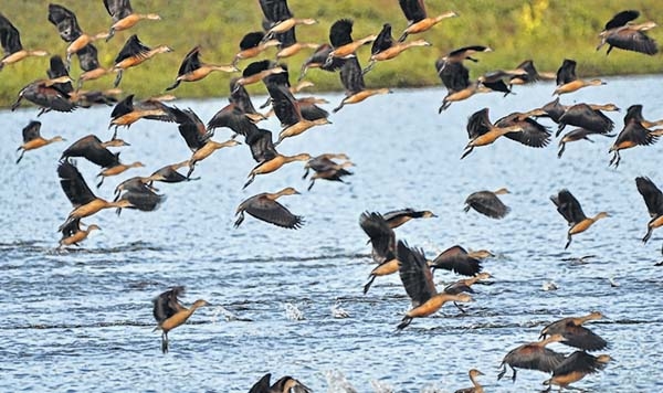 Wild birds return to floc Wild birds return to floc