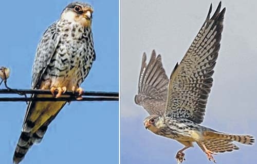 Locals lend hand in scrip