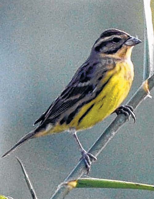  Yellow-breasted bunting_