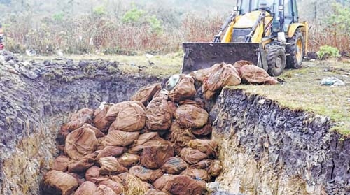 Seized betel leaves dispo Seized betel leaves dispo