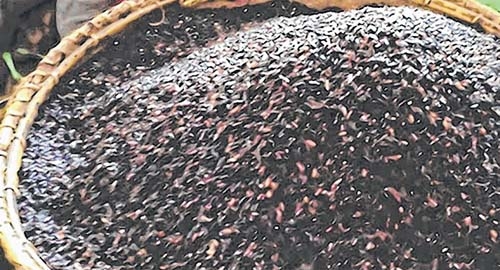 Chakhao gets Geographical Chakhao gets Geographical