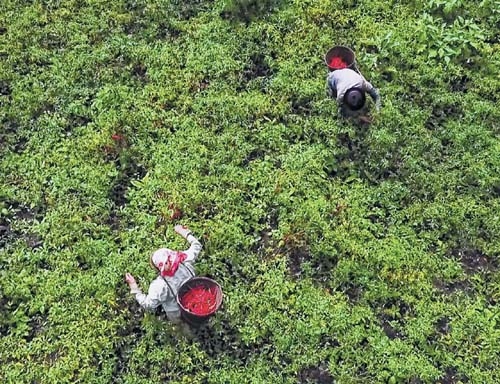 Sirarakhong Chilli_1 Sirarakhong Chilli_1