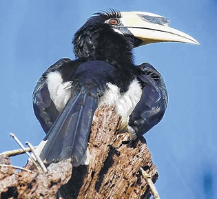 Charinapang takes onus of conserving Hornbill - The Sangai Express -  Largest Circulated NewsPaper in Manipur