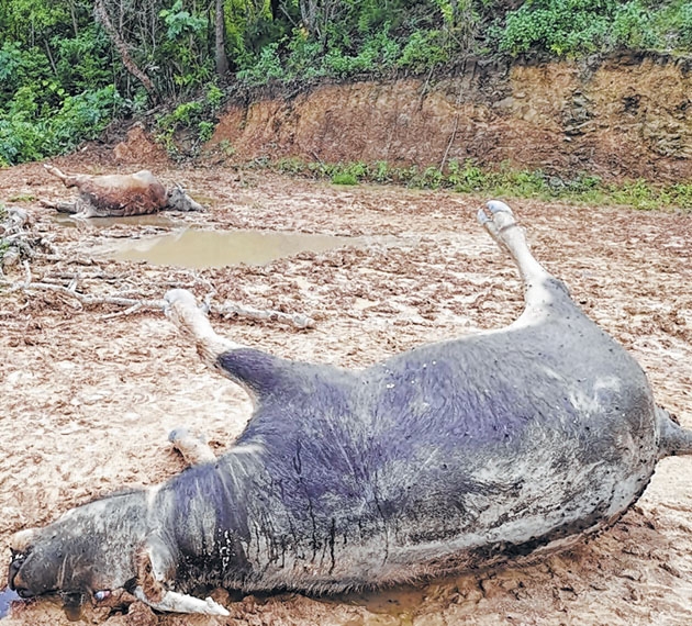 Water buffaloes found dead in New Tusom Suspect Haemorrhagic Septicaemia  outbreak - The Sangai Express - Largest Circulated NewsPaper in Manipur
