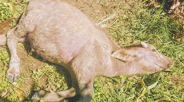 Mysterious disease stalks buffaloes at Spt 8 cattleheads die at Phaibung  Khullen village - The Sangai Express - Largest Circulated NewsPaper in  Manipur