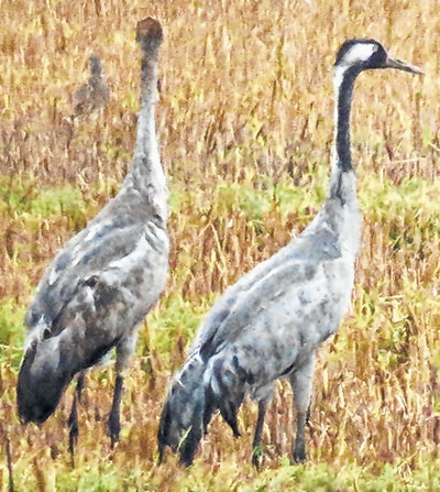 Eastern Common Crane spot Eastern Common Crane spot