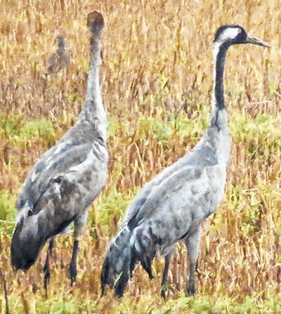 Eastern Common Crane spot