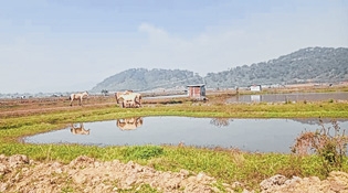 Heingangpat a Pat only in