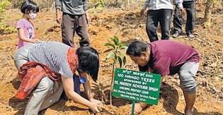 Mango saplings planted un Mango saplings planted un