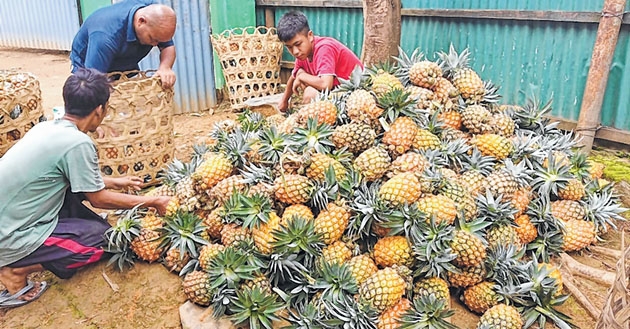 Khousabung pineapple farm
