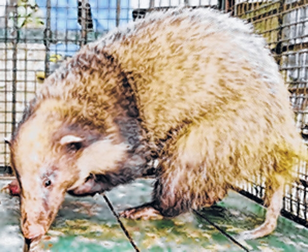 Hog badger rescued_1 Hog badger rescued_1