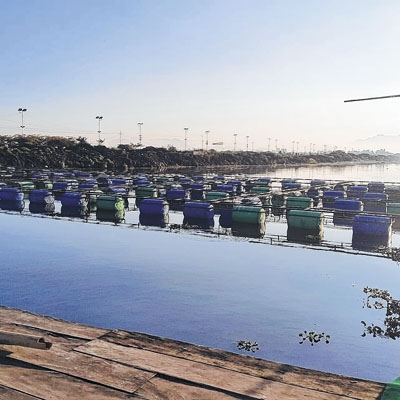 Chief Minister inaugurates 18 Cage Culture units and 11 Pen Culture units