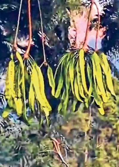 front photo front photo