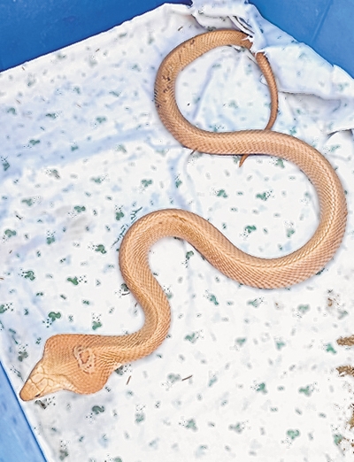 peach-cream coloured hypomelanistic monocled cobra peach-cream coloured hypomelanistic monocled cobra