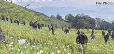 675 acres of poppy cultivation destroyed