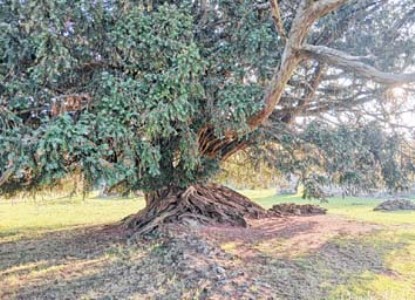 From Waverley’s Yew to Manipur : A peacemaker’s Christmas message of hope