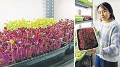 Enterprising woman launches thriving business of microgreens