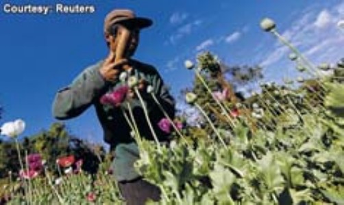 Myanmar opium cultivation hits highest level in a decade : UN report