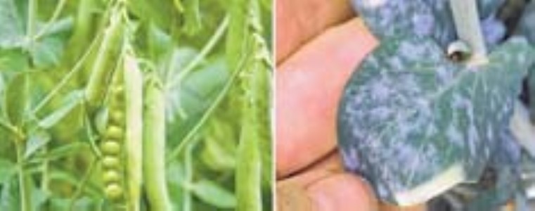 Powdery mildew of pea (Pisumsativum L.) in Manipur