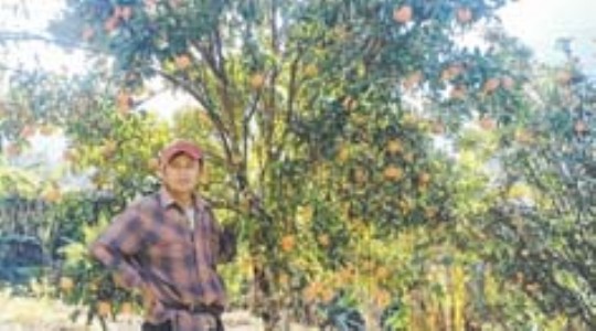 Farmer 'strikes cash' with orange farming in Spt