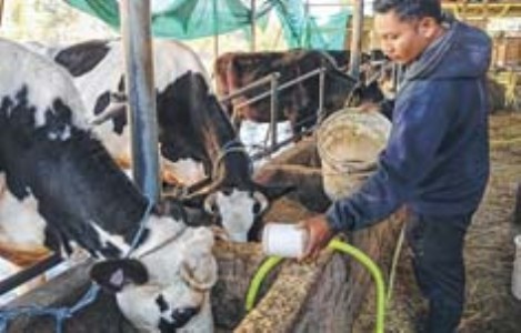 Starting from scratch, youth scripts success story in dairy farming