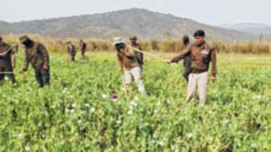 Poppy fields over 9 sq km destroyed in 2 months