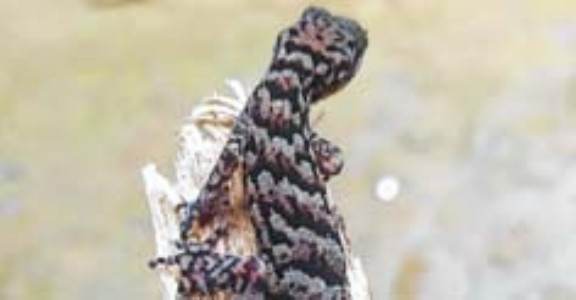 Rare Bent-toed Gecko recorded at Ukhrul