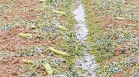 Storm affected folks seek Govt's attention