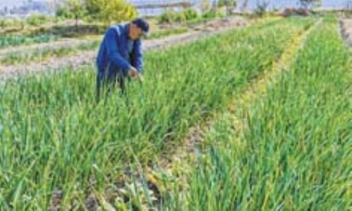 Indigenous farming method begins to find takers