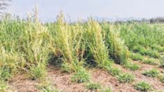 As climate gets warmer, Napier thrives in State