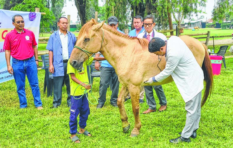 Pony