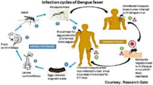 Mosquitoes returning in March : Humidity, rainfall and public health in Manipur