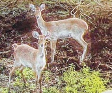 íA¡¤åº º³\à*ƒà ÎR¡àÒü [¯ø[ƒ} ëÎ–i¡¹ Åà¤Kã 